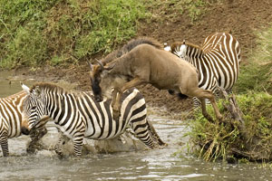 zebra river